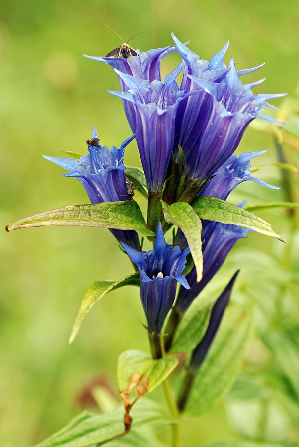 Gentiana asclepiadea / Genziana d''Esculapio
